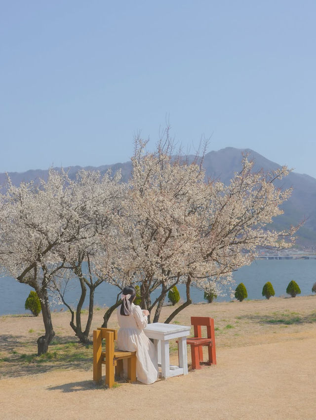이번 주, 낙동강변에서 매화 피크닉 어때요?🌸❤️
