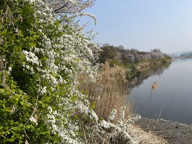 아산 신정호