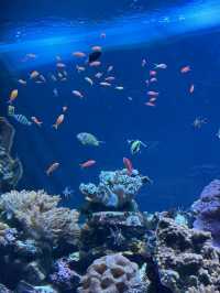 🐧【池袋 サンシャイン水族館】空に浮かぶ水族館で、日常をふわっと離れて。 