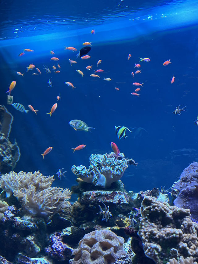 🐧【池袋 サンシャイン水族館】空に浮かぶ水族館で、日常をふわっと離れて。 
