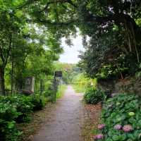 Jeju Town Strolls