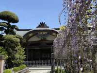 花開見佛-銚子妙福寺與來自京都的臥龍の藤