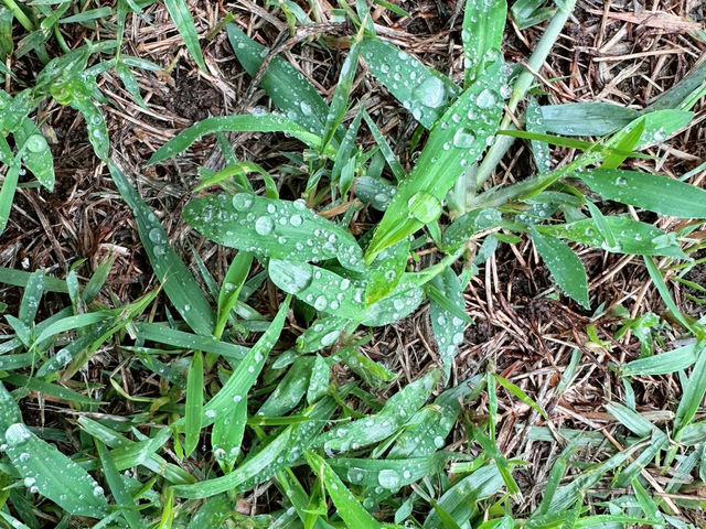 💚🍀 초록색 천연잔디가 맑은 서복공원 