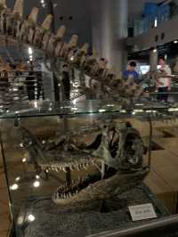 【福井🇯🇵】県立恐竜博物館へ🦖🦕