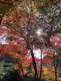 หางโจวใบไม้เปลี่ยนสี 🍂🍁