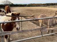 Family Fun and Fresh Milk at Rakunoh Mother’s Aso Milk Bokujo
