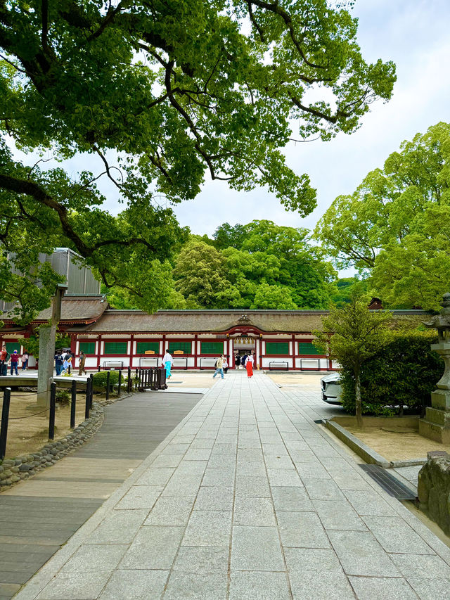 【福岡】期間限定🌟太宰府天満宮の魅力⛩️