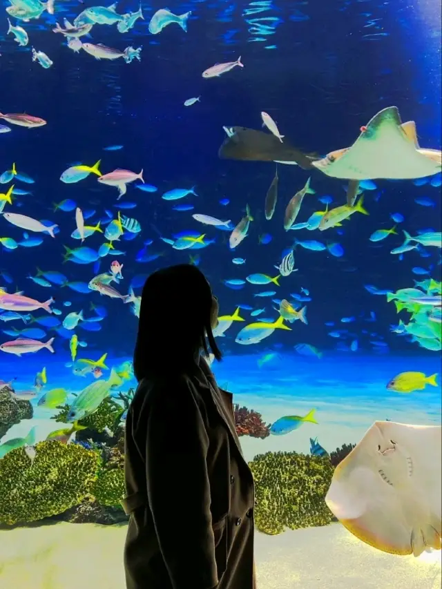 Sunshine Aquarium such a miracle!