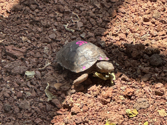 【チャールズ・ダーウィン研究所｜進化の宝庫＆ガラパゴス保全の最前線🐢】