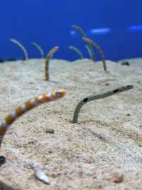 【城崎マリンワールド】海とつながる体験型水族館で、感動のひとときを🐟🎣