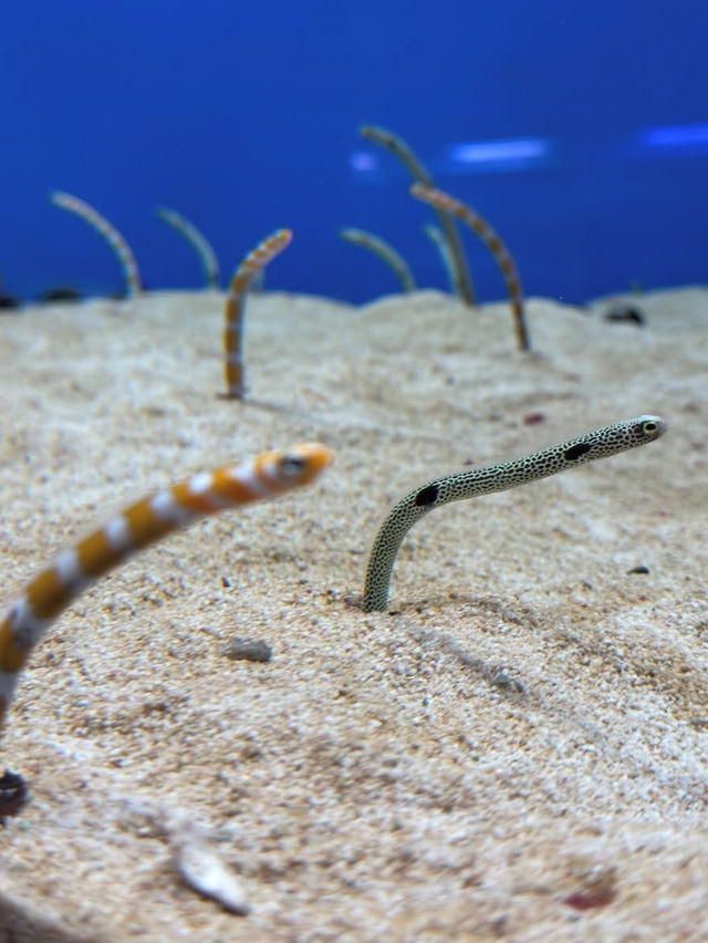 【城崎マリンワールド】海とつながる体験型水族館で、感動のひとときを🐟🎣