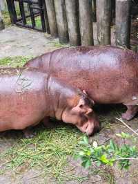 Attractions to visit in Khao Kheow Open Zoo