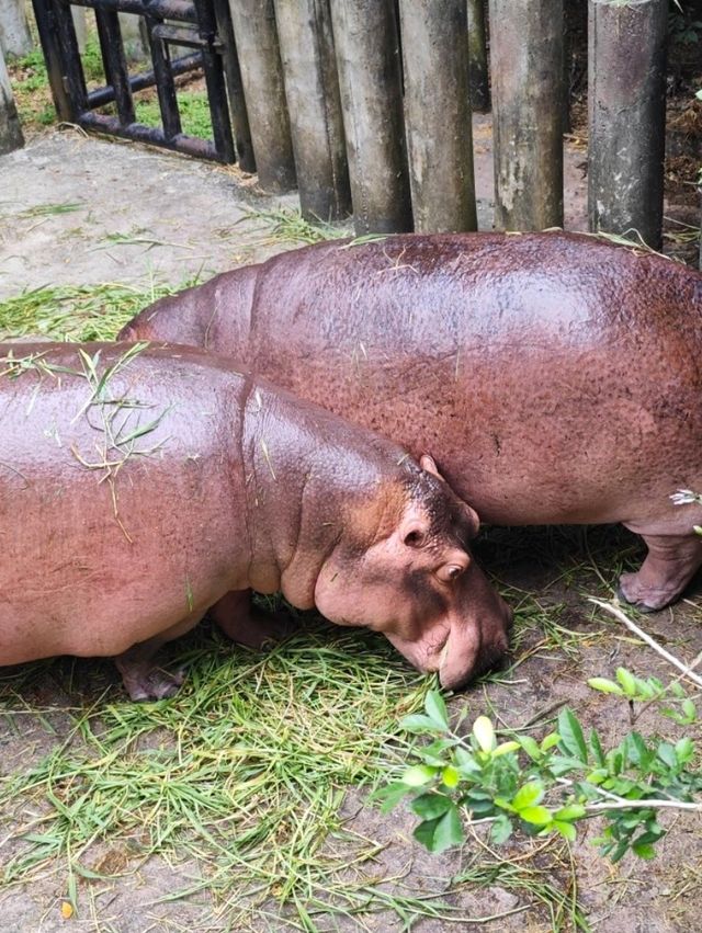 Attractions to visit in Khao Kheow Open Zoo
