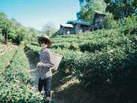 ไร่ชาลุงเดช