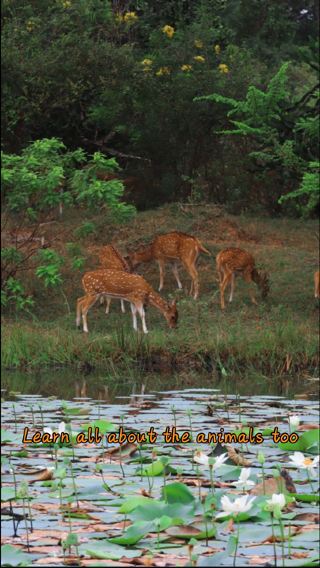 🐆Yala 野生動物 Safari｜凌晨五點與野生動物的共舞