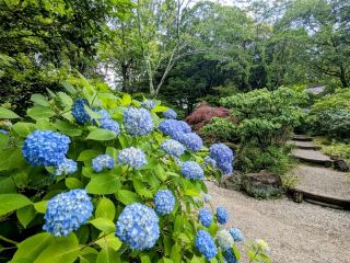 奈良 | 無料入場的日式賞花庭園---吉城園