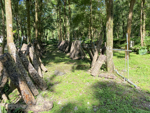林田山 林業文化園區 🌳