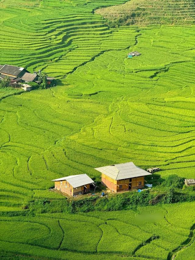 Sapa