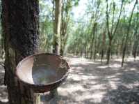 🕳️ A Deep Dive into History: Visiting the Cu Chi Tunnels