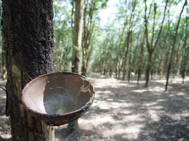 🕳️ A Deep Dive into History: Visiting the Cu Chi Tunnels