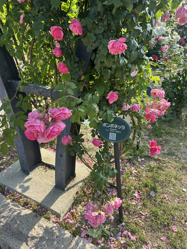 【大阪】🌸🌻万博記念公園で映えスポット巡り！太陽の塔に感動✨