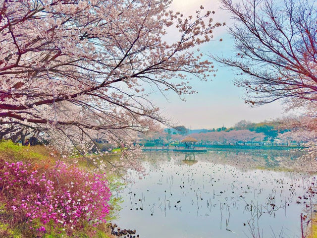 충청도 벚꽃 시즌에 가볼 만한 곳 군자정 골정.ㅣ