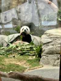 大熊貓🐼之旅-「海洋公園」
