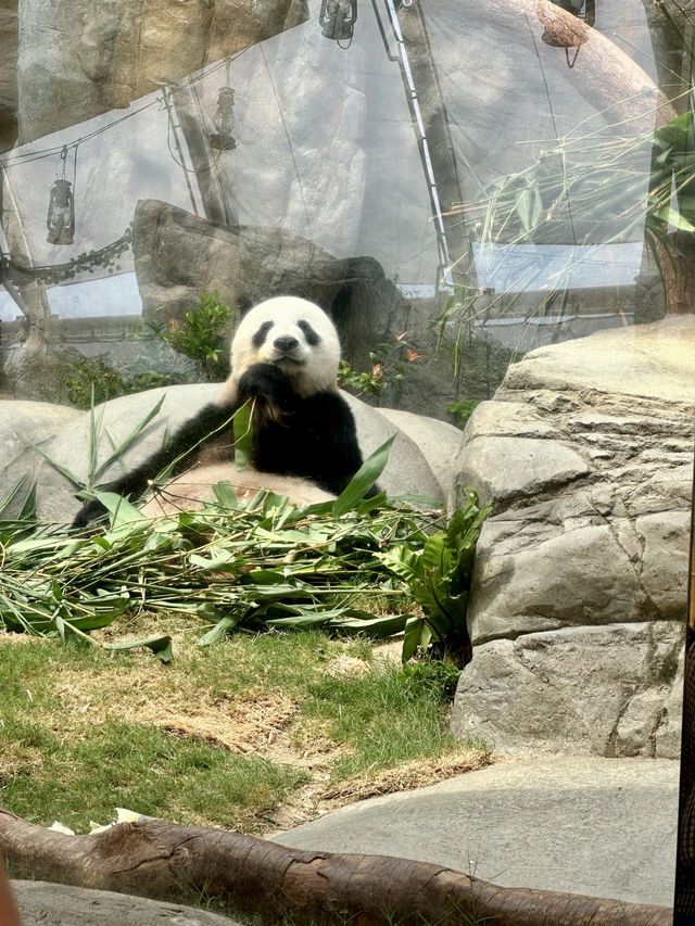 大熊貓🐼之旅-「海洋公園」