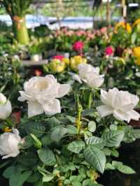 Green Nook & Golden Arches: Far East Flora by Ridout Tea Garden