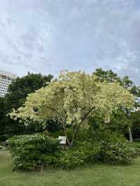 Chatuchak Park สวนจตุจักร