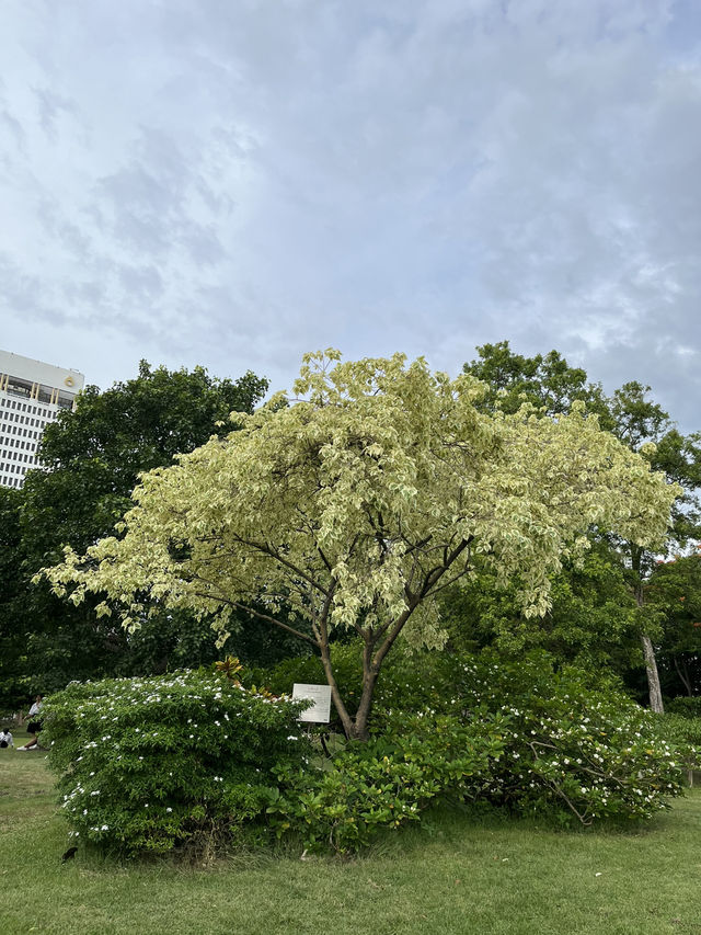 Chatuchak Park สวนจตุจักร