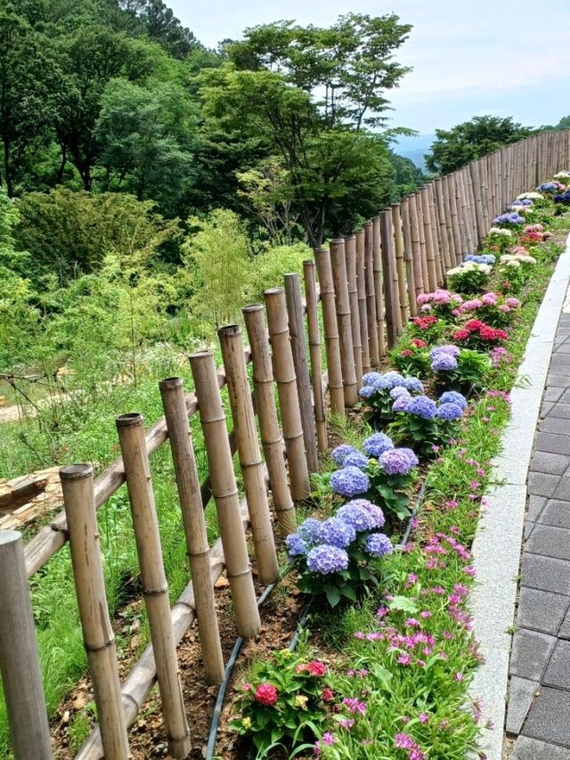 수국길 따라 걷는 여름 산책, 진주 월아산