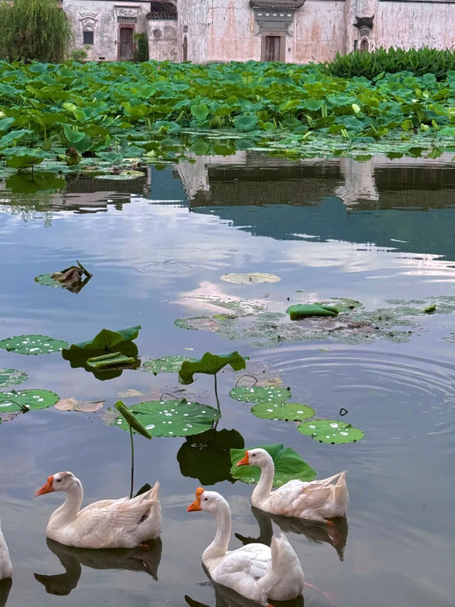 🏯 Huizhou Ancient City: A Walk Through Time
