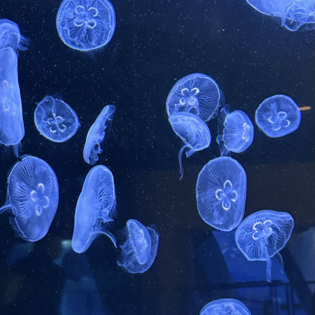 【神奈川/横浜🇯🇵】海と生き物と遊びが融合🐠🫧‪横浜・八景島シーパラダイス