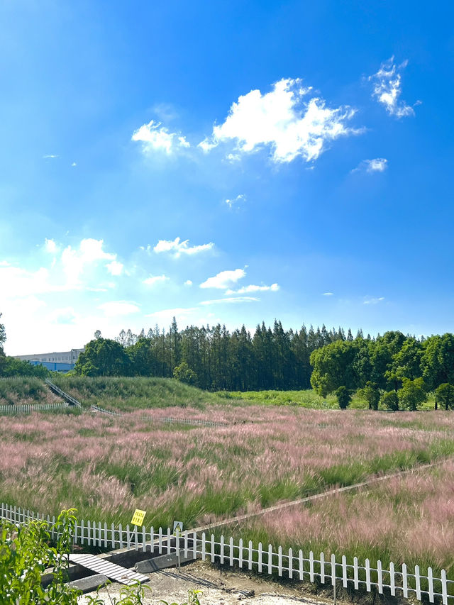 Jiabei Country Park Travel Guide｜A Floral & Countryside Escape Near Shanghai