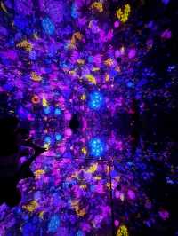A Magical Visit to teamLab Planets TOKYO