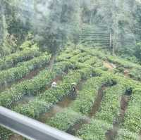 【中国 雲南省】🌿 プーアール 茶馬古道景区
