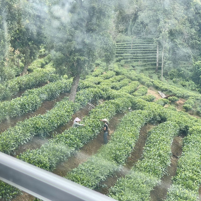 【中国 雲南省】🌿 プーアール 茶馬古道景区
