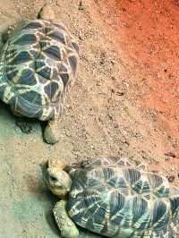 Nature and Wildlife at Higashiyama Zoo and Botanical Gardens