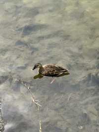도심 속 힐링 산책, 명암저수지 🌿🦆