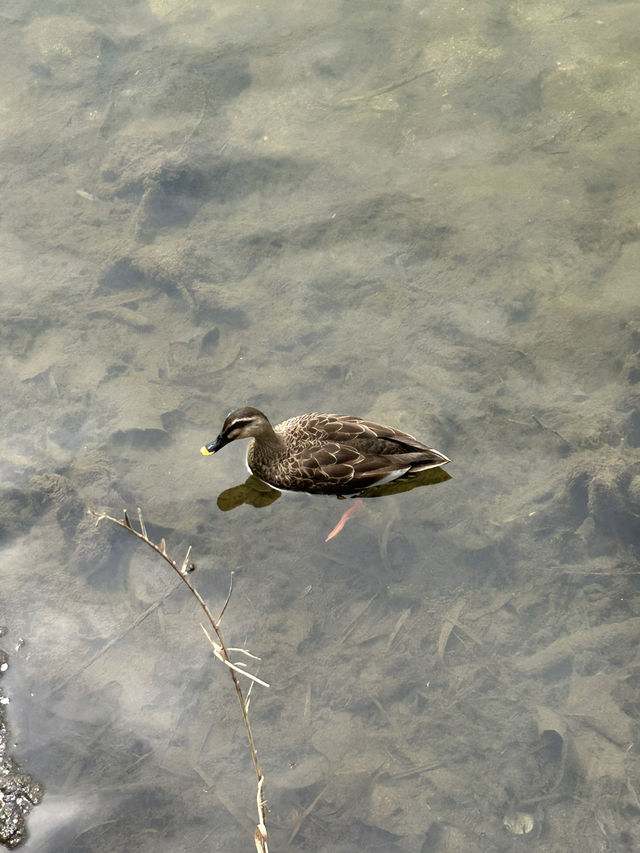 도심 속 힐링 산책, 명암저수지 🌿🦆