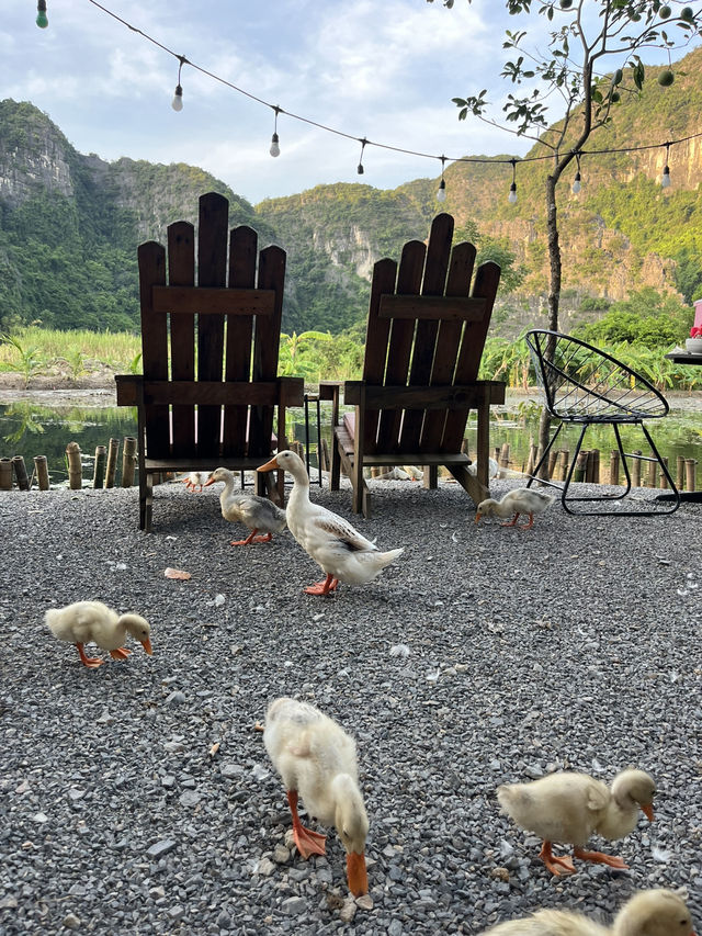 Duck Paradise in Ninh Binh 🦆✨