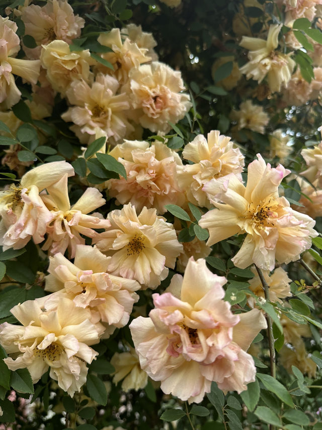 Shanghai Botanical Garden