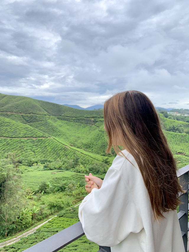 Tea, Mist, and Magic: A Perfect Morning in Cameron Highlands
