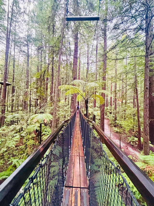 【新西蘭北島】紅木森林公園 RedWoods：大型天然氧吧