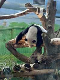 臺北市立動物園🐼親子一日遊攻略🦒