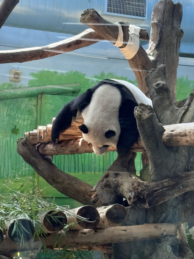 臺北市立動物園🐼親子一日遊攻略🦒