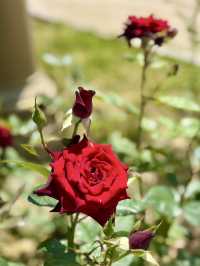 🌹 A City of Roses: Strolling Through Dushanbe