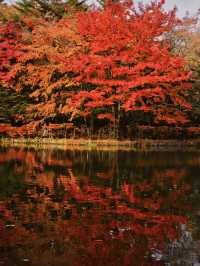 【旅行前に見て】観光攻略付‼️水鏡に映る優雅な紅葉を楽しむリゾート散策へ🍁✨ 🚶