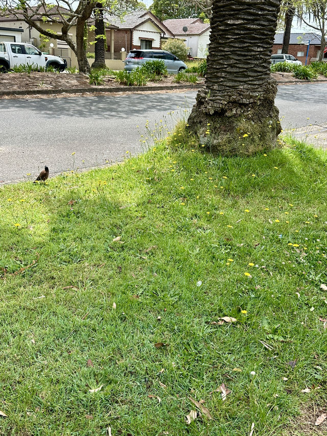 Campsie 第八巷道漫步，追尋春日藍花楹的紫色詩意